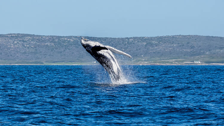 Thar she blows: Whales and dolphins