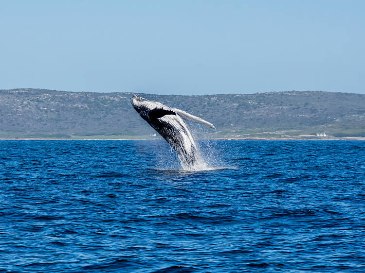 Thar she blows: Whales and dolphins