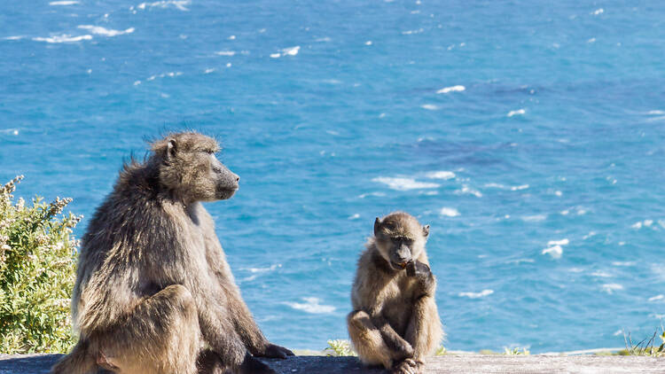 The mirror of humanity: Baboons