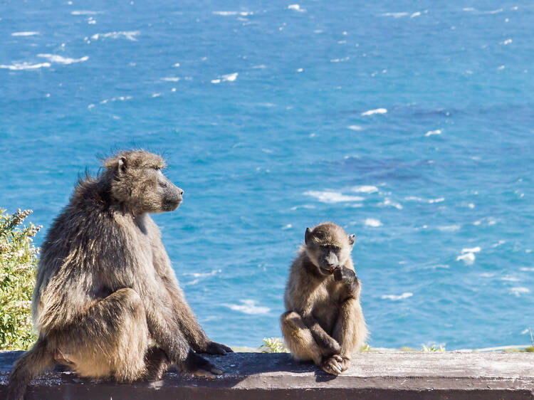 The mirror of humanity: Baboons