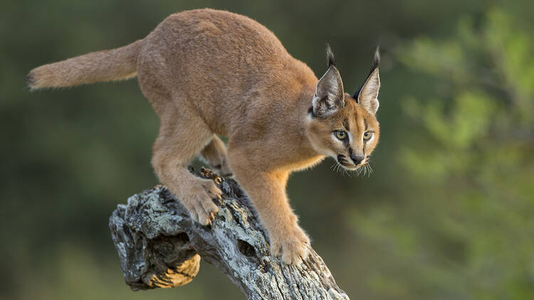 Cape Town’s version of a mountain lion: Caracal