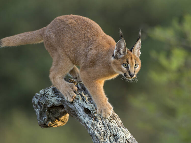 Caracal walking down tree in afternoon sun South Africa