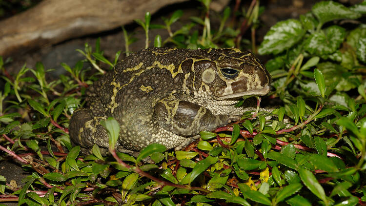 The toad in a hole: Leopard toad