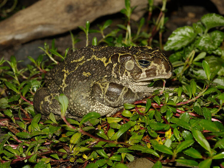 The toad in a hole: Leopard toad