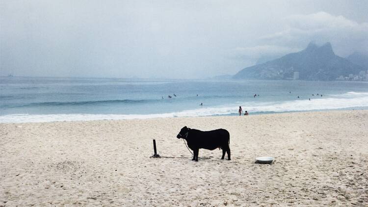 Laura Lima, Cow (H=c/M=c) 