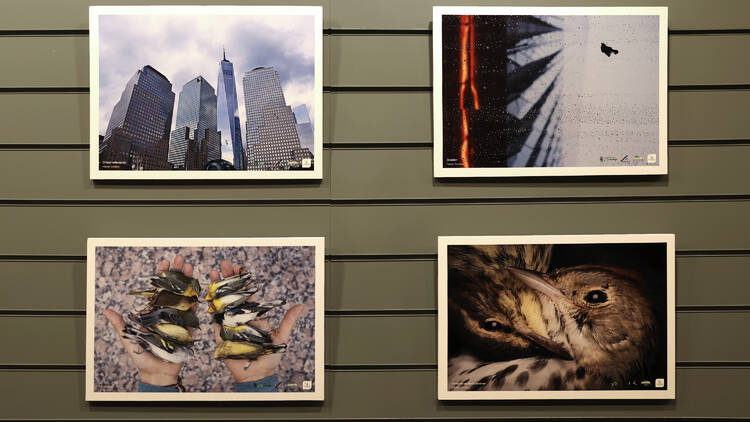 Aves de Nueva York. Diversidad y conservación (foto: Jose Maria Cazcarra-Museo Nacional de CCNN).