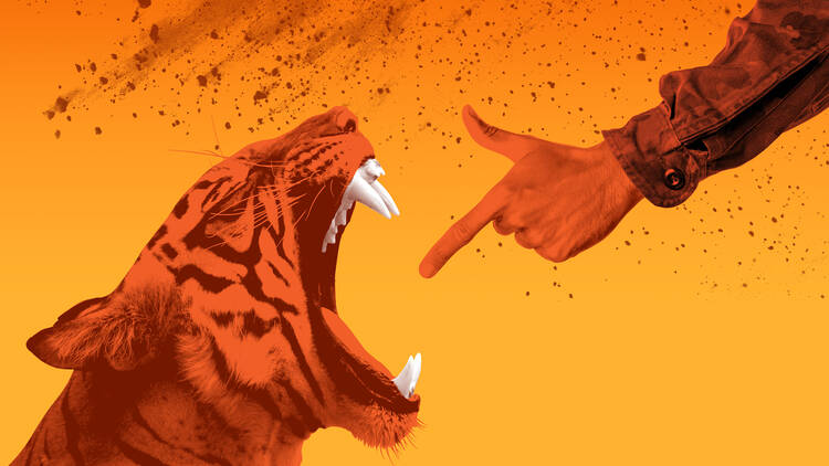 Bengal Tiger at the Baghdad Zoo, Young Vic, 2025
