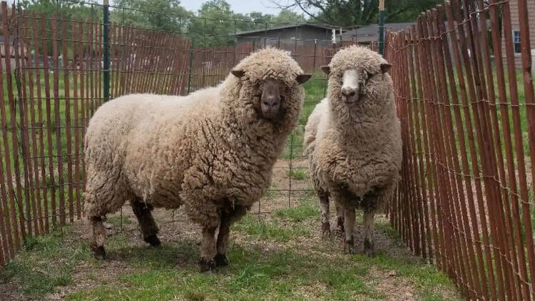 sheep at queens country farm museum