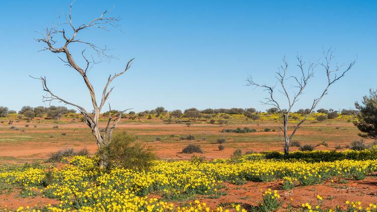 Sturt National Park, NSW