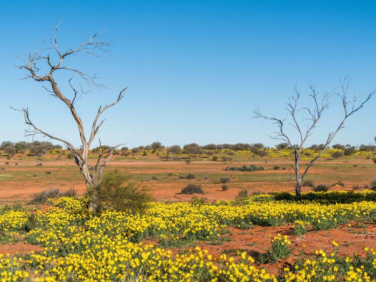 Sturt National Park, NSW