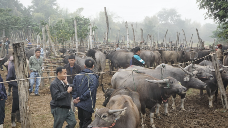 Sanpatong Buffalo Market