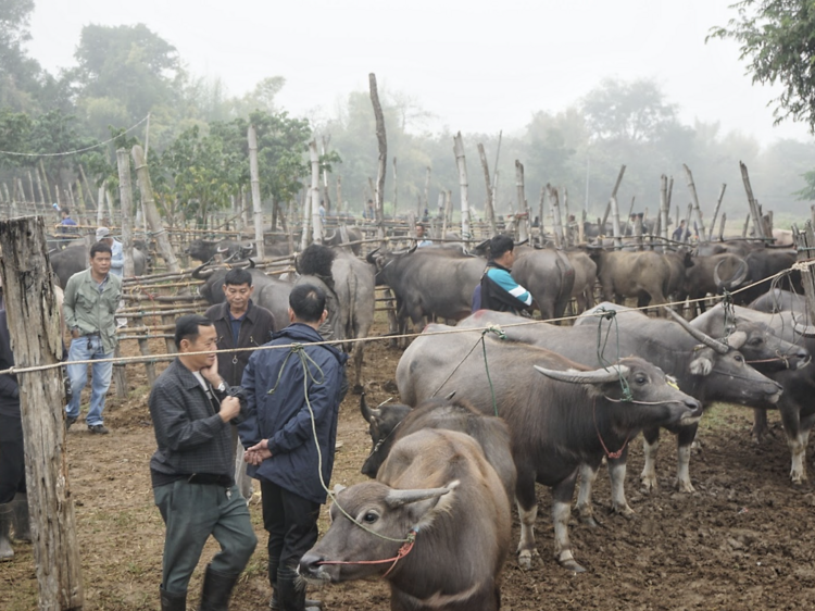 Sanpatong Buffalo Market