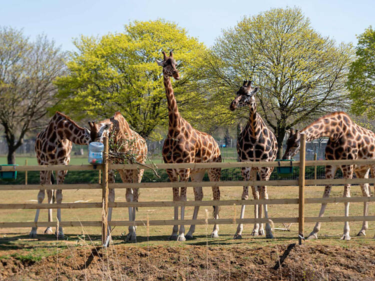 We’re giving away a VIP safari experience at Woburn Safari Park and hotel stay to one lucky family