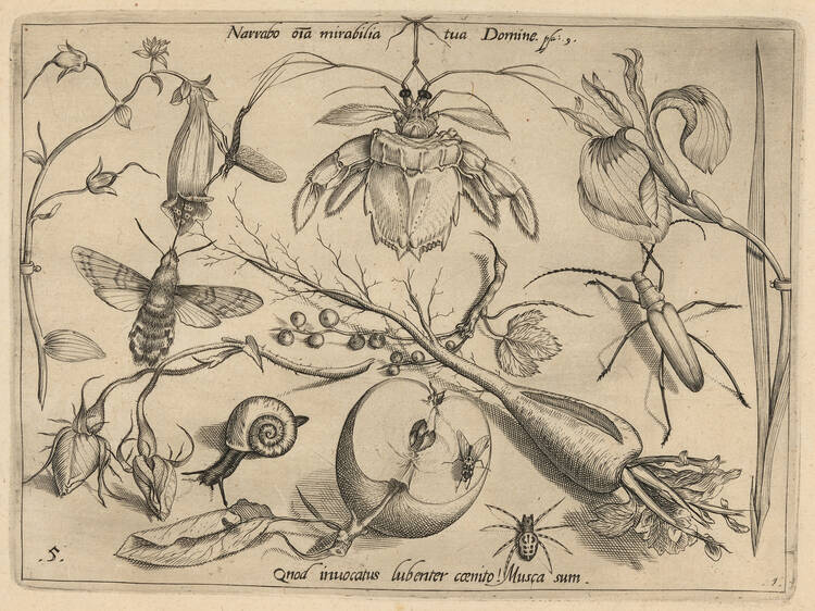"Little Beasts: Art, Wonder, and the Natural World"