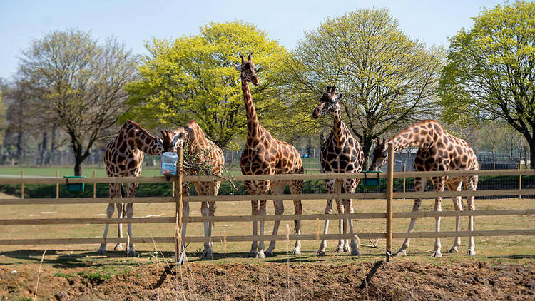 Woburn Safari Park
