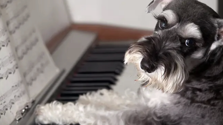 Classical music for canines: Treat your dog to an orchestral afternoon