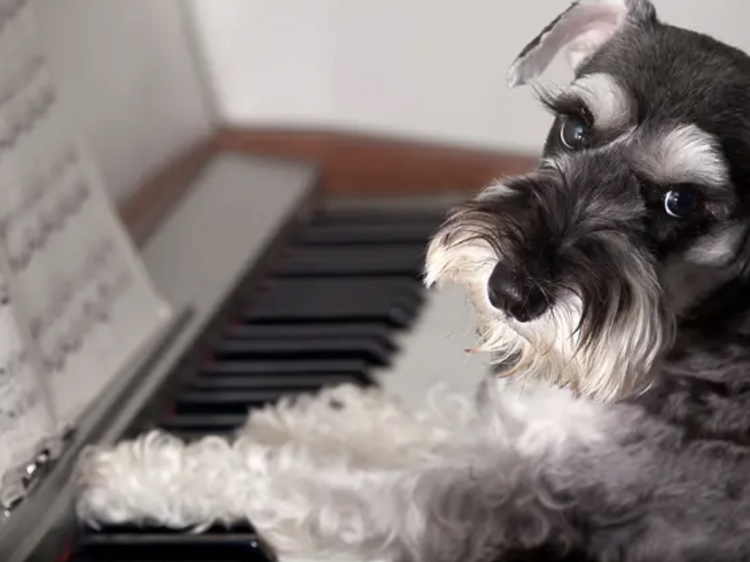 Classical music for canines: Treat your dog to an orchestral afternoon