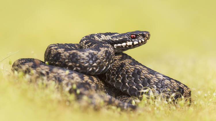 Adder, a species of snake