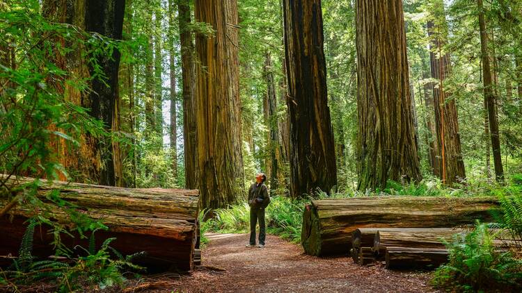 Redwood National and State Parks, California