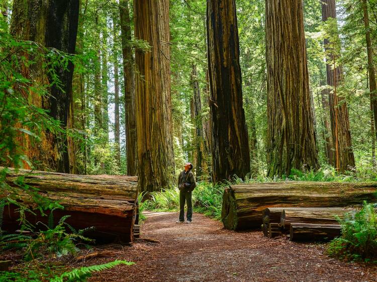 Redwood National and State Parks, California