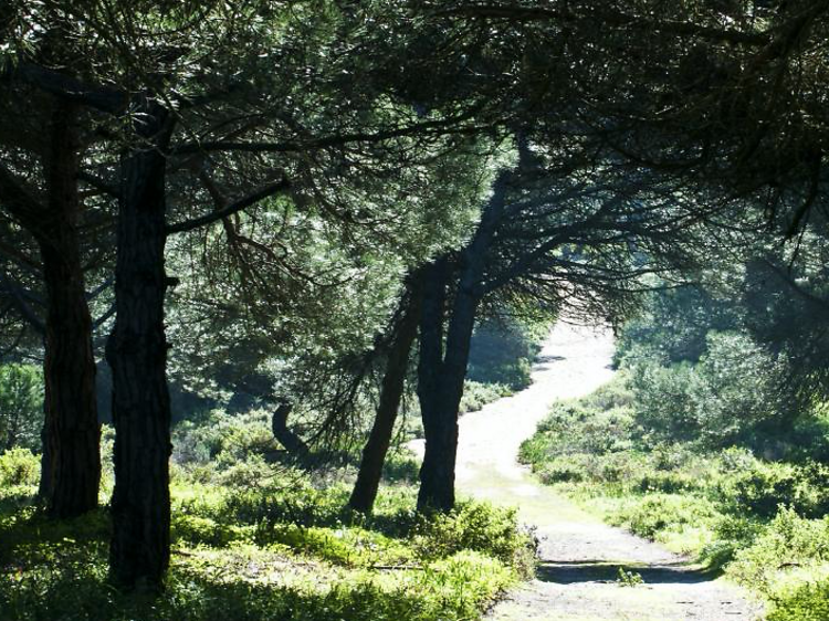 Três novos parques de campismo na Caparica? Mata dos Medos está sob ameaça