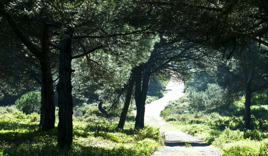 Três novos parques de campismo na Caparica? Mata dos Medos está sob ameaça