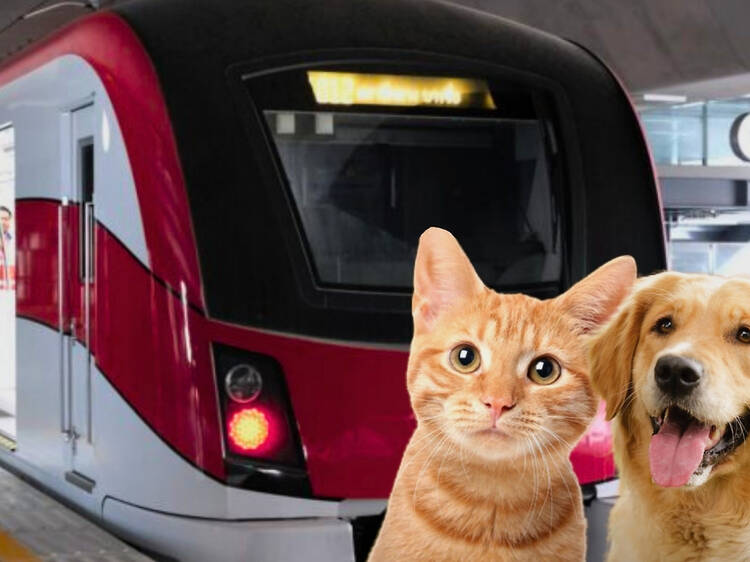 Pets travel free of charge on the Red Line electric train from June