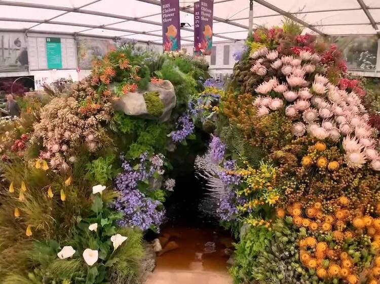 Take a look: SA's Cape Floral Kingdom wins Chelsea Gold