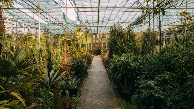 Há e são verdes: As melhores lojas de plantas em Cascais