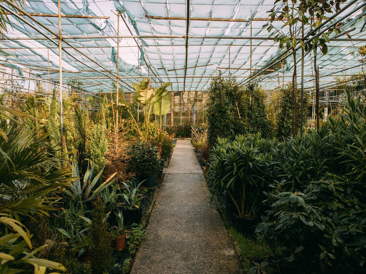 Green and thriving: The best plant shops in Cascais