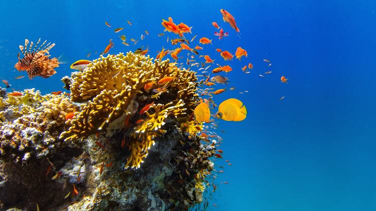 Colorful coral reef