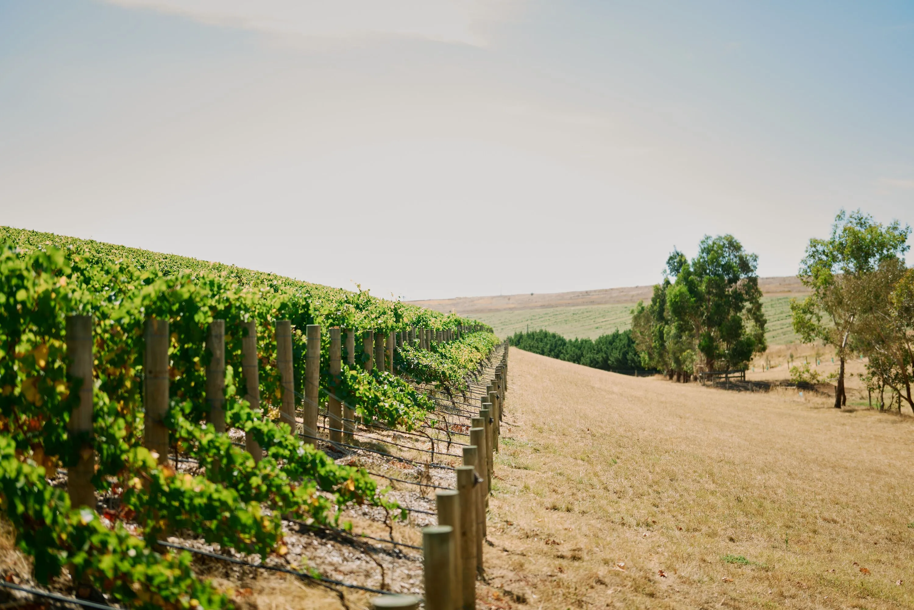 Winery with vineyard