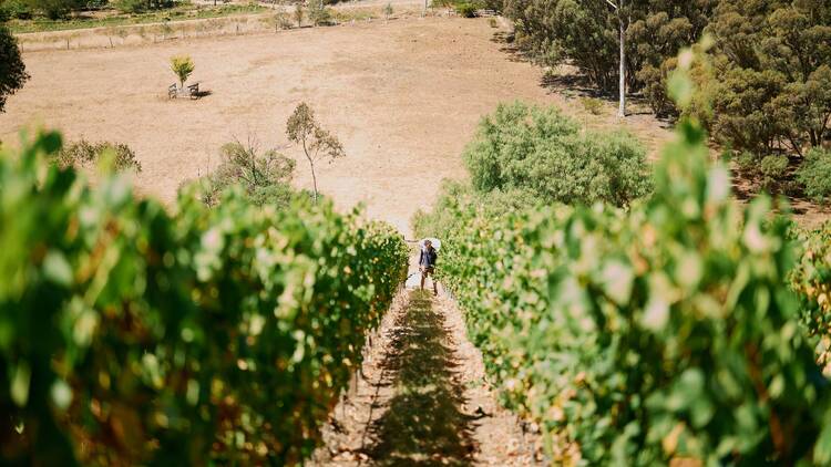 A man working in a sun-dappled vineyard.