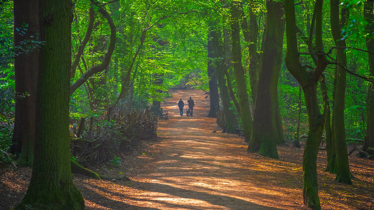 Highgate Wood in north London