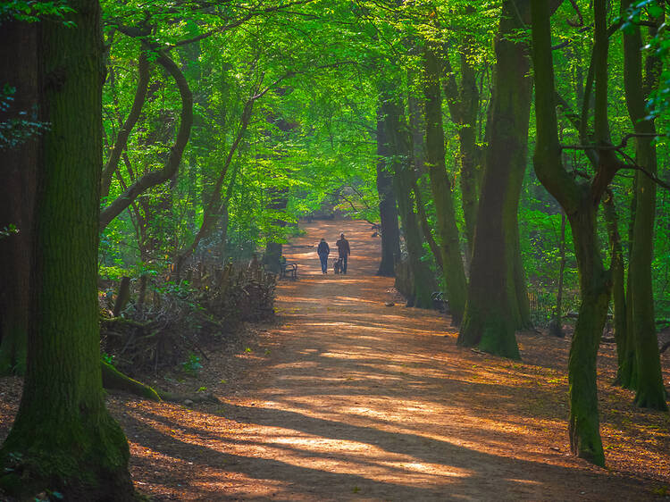 London’s legendary Highgate Wood could soon be available to hire for weddings London’s legendary Highgate Wood could soon be available to hire for weddings