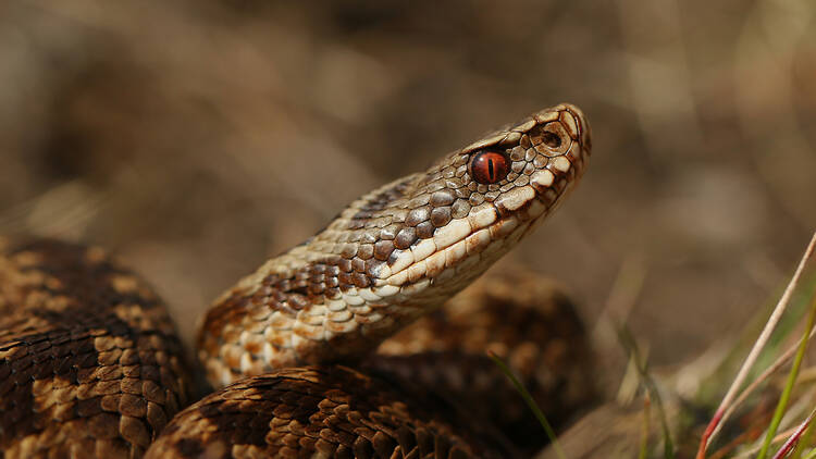 Adder in the grass, snake