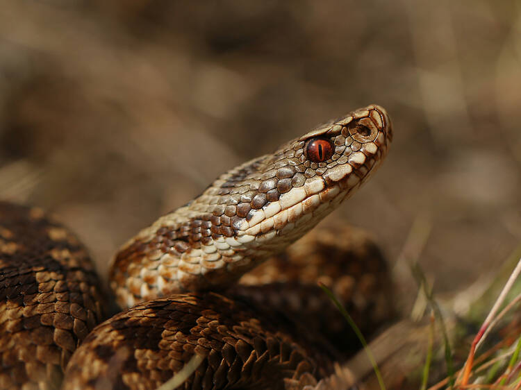 An urgent poisonous snake warning has been issued for parts of the UK – here’s what you need to know An urgent poisonous snake warning has been issued for parts of the UK – here’s what you need to know