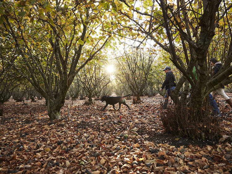 Manjimup, WA