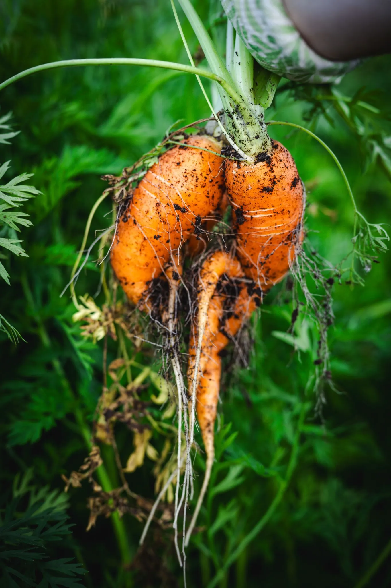 World Food Photography Awards sponsored by Tenderstem® Bimi® Broccolini