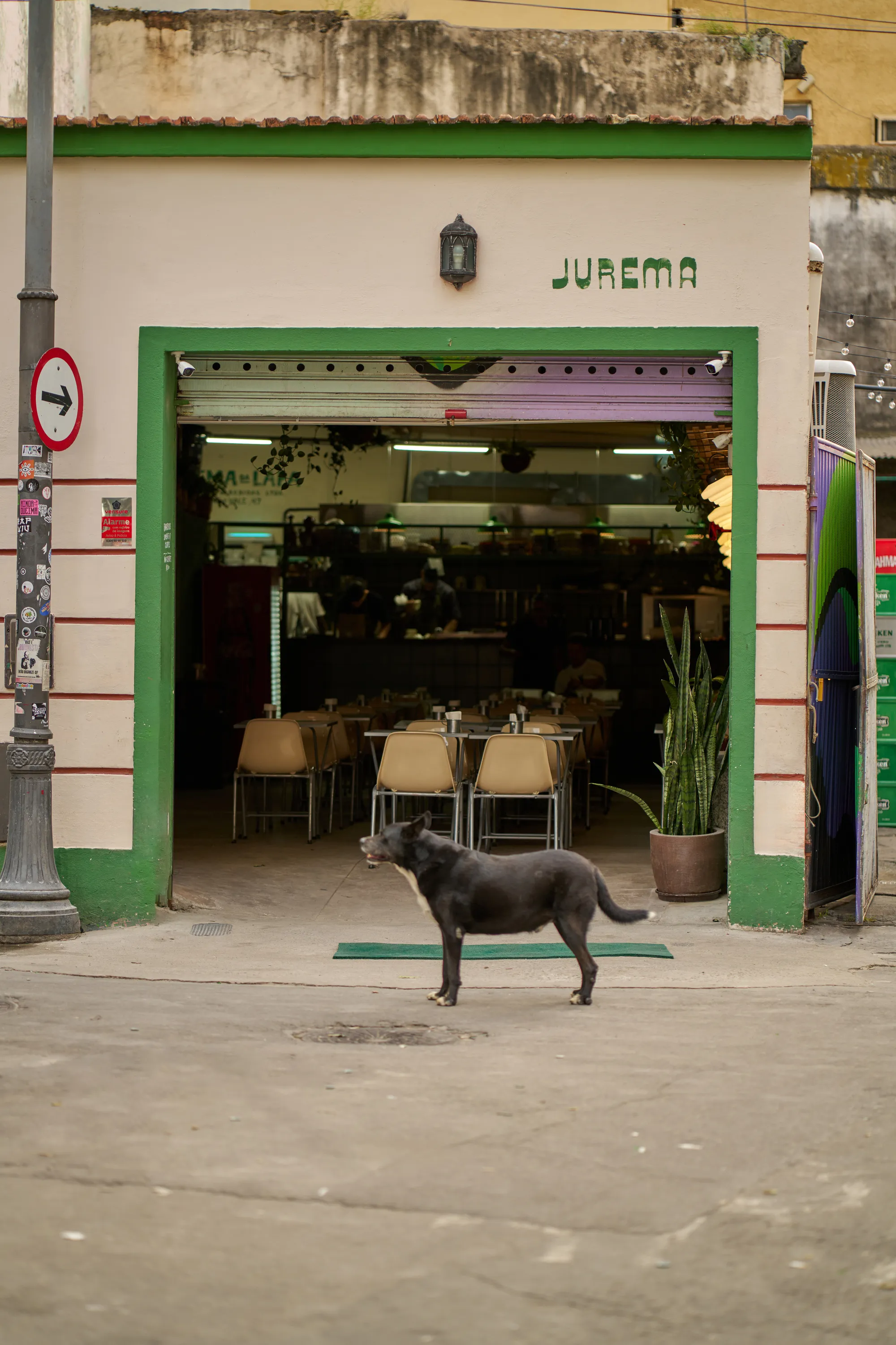 Jurema