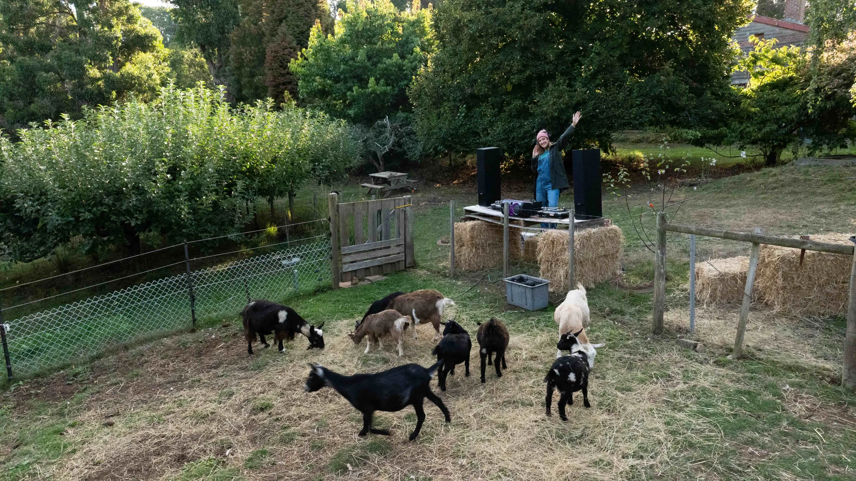 Lady DJing in goat pen