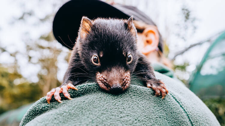 Tasmanian Devil joey