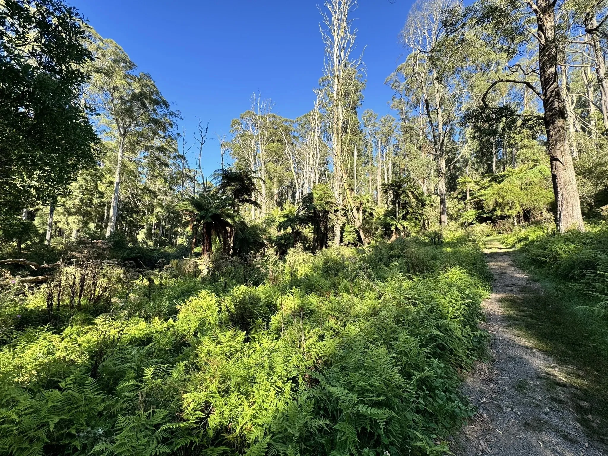 Bushland with dirt path