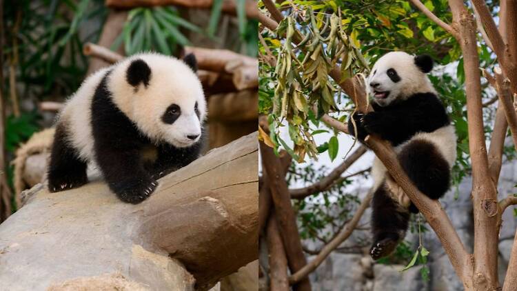 Hong Kong panda ocean park