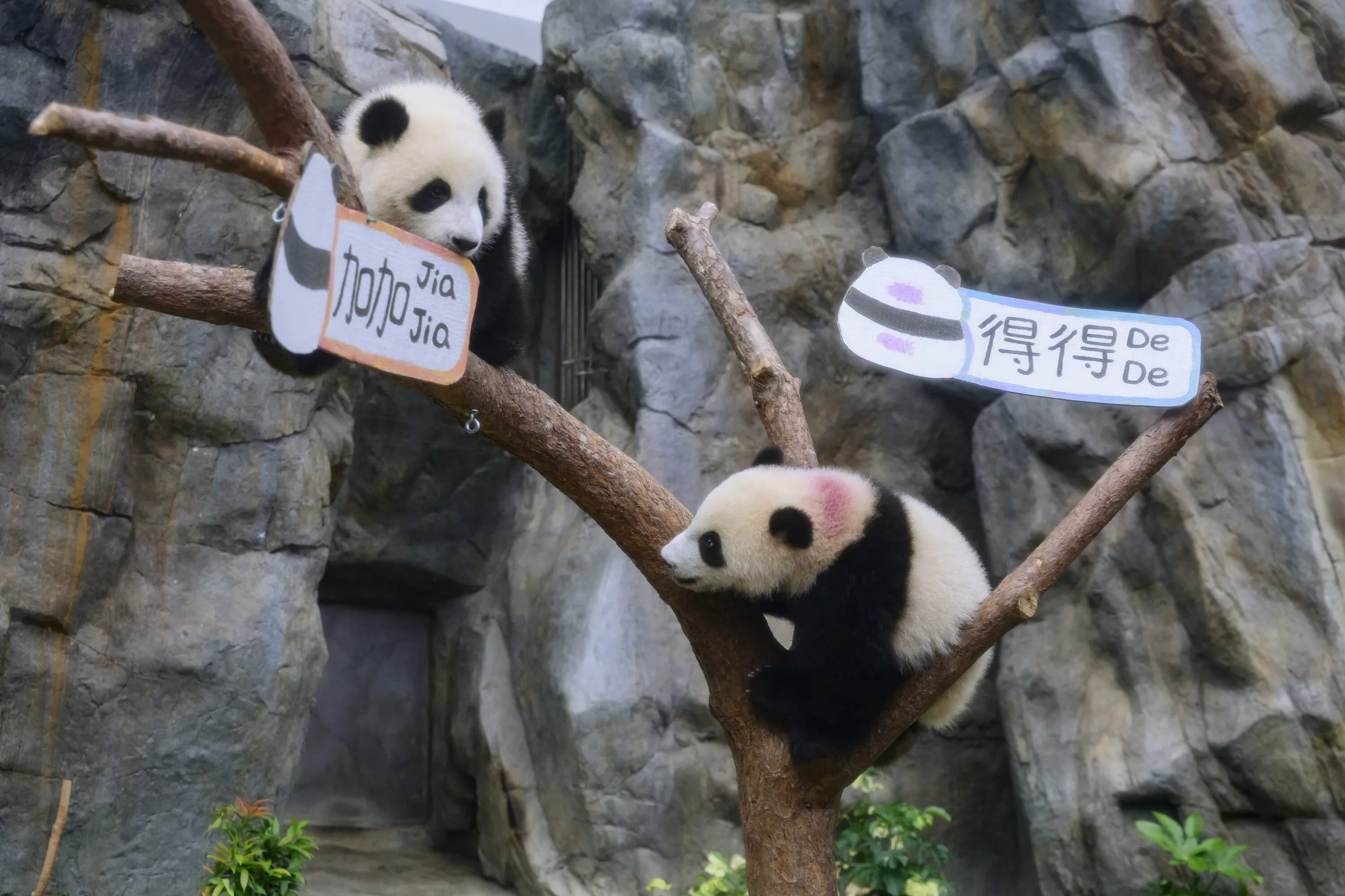 Hong Kong Panda, Jia Jia, De De, Ocean Park Hong Kong
