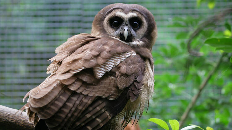 Brown Wood Owl Kadoorie Farm and Botanic Garden