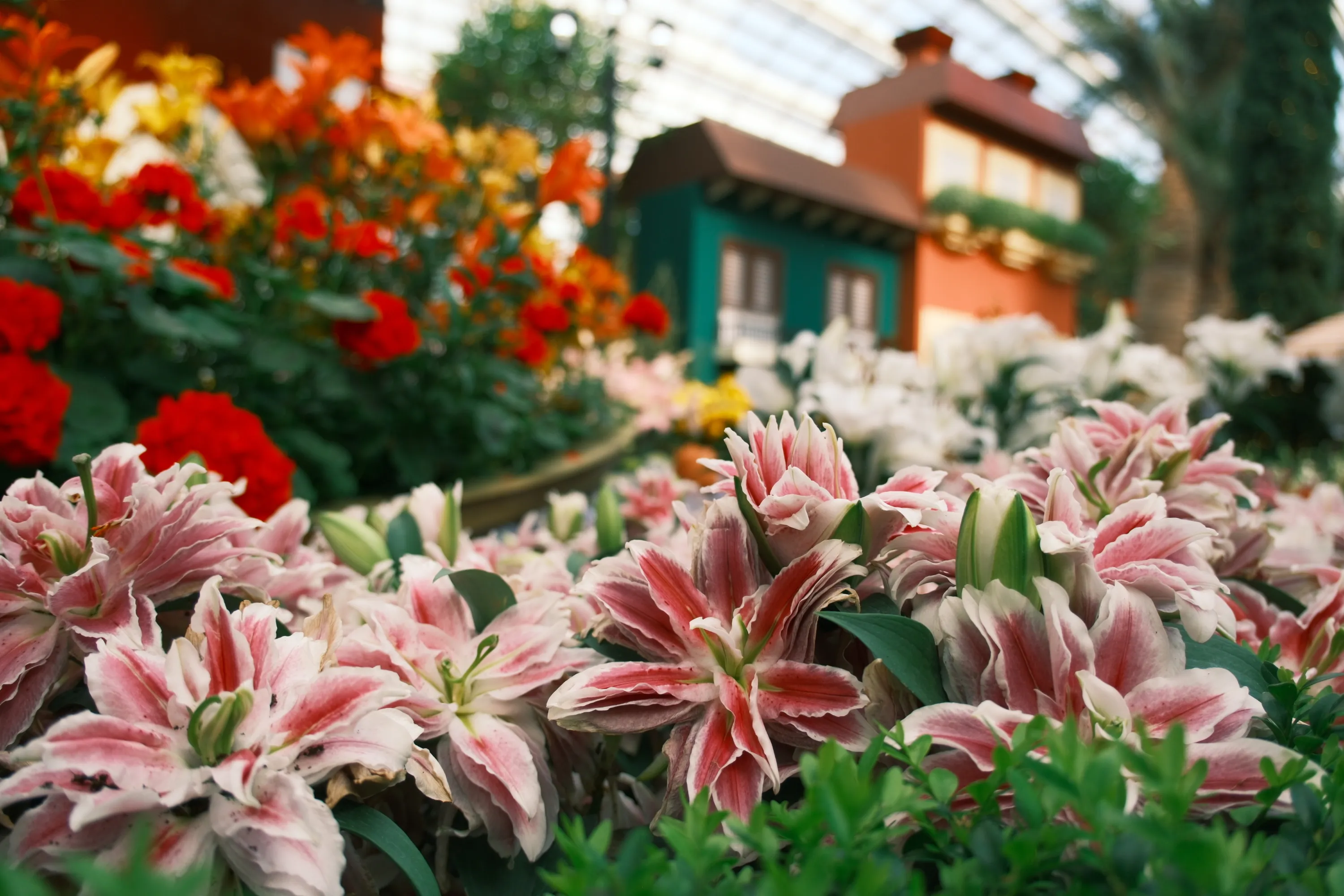 Lilytopia