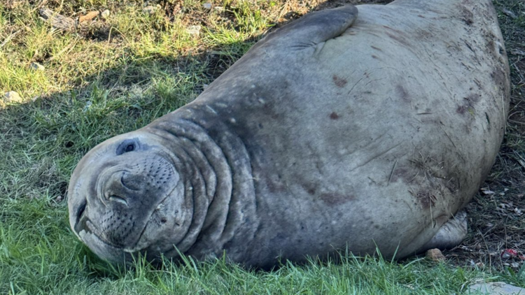 Elephant Seal in Gordon's Bay