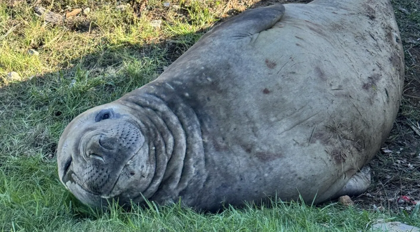 Elephant Seal in Gordon's Bay