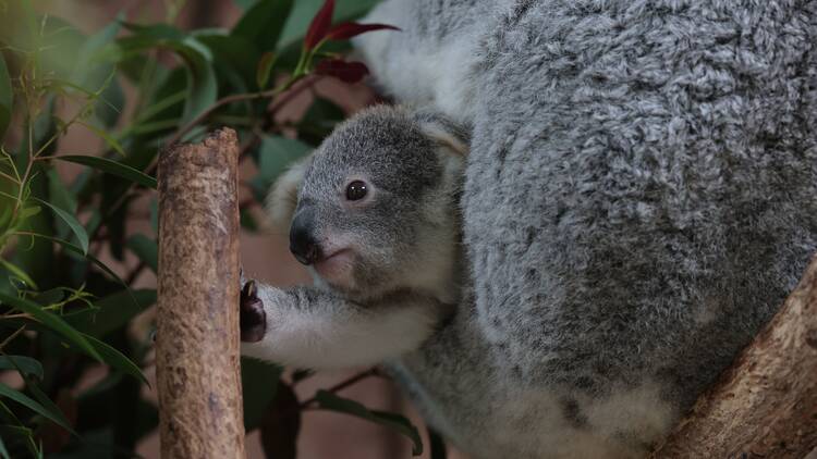 zoo lisboa koala